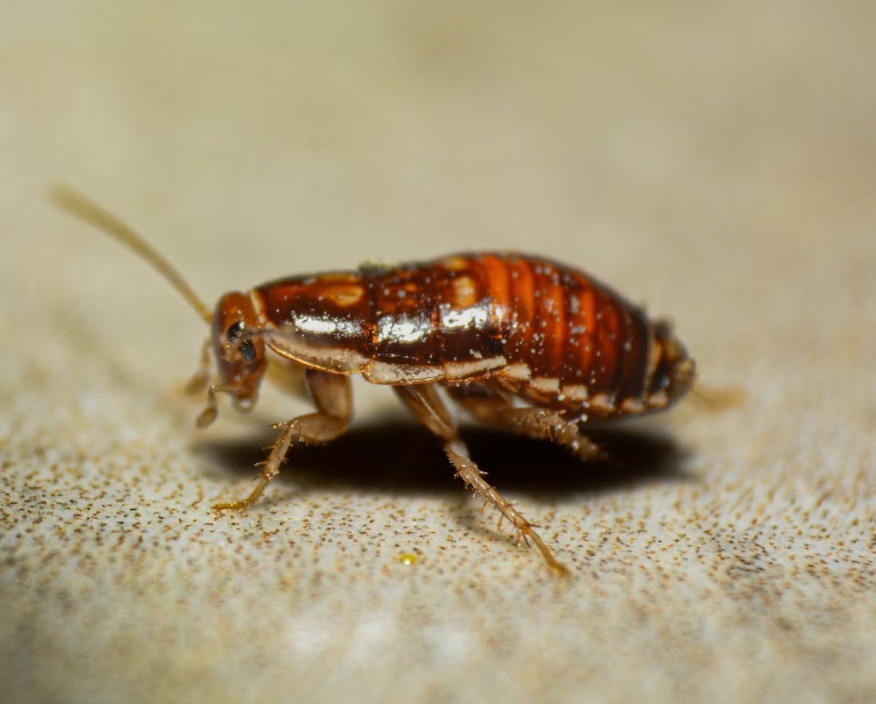 Pancid Turbo iskustva